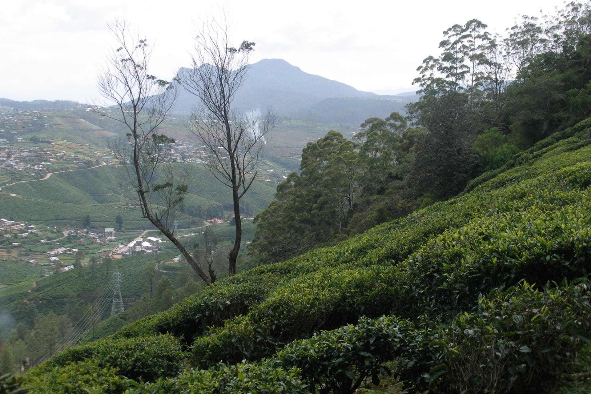Tea plantations — photo 3