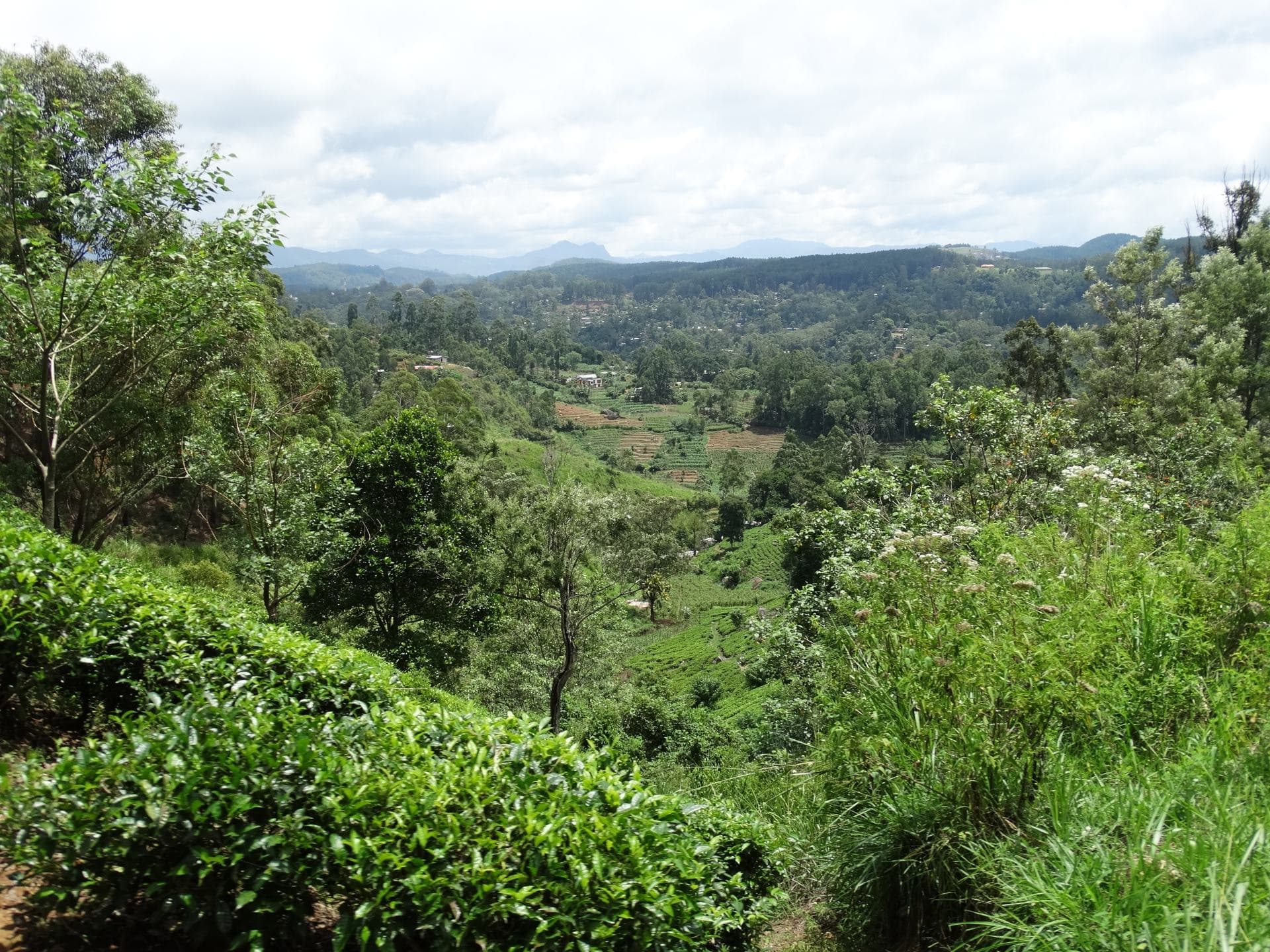 Tea Country by Train — Kandy, Nuwara Eliya, Ella