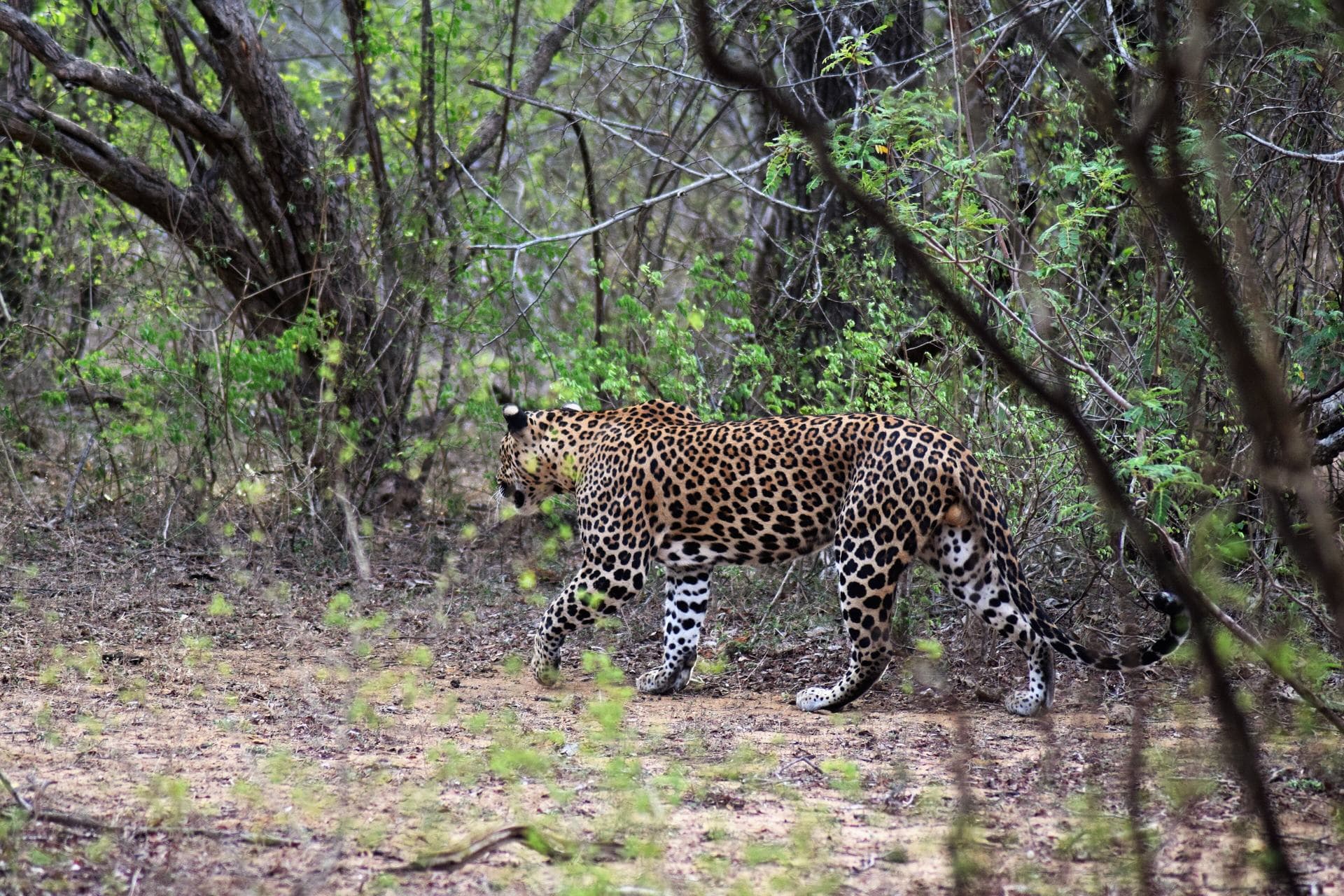 Wildlife in Sri Lanka